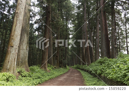 Tochigi prefecture fresh green sunlight cedar tree Tochigi prefecture fresh green sunlight cedar tree 15859220