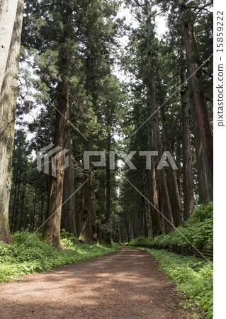 Tochigi prefecture fresh green sunlight cedar tree 15859222