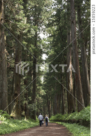 櫪木縣新鮮的綠色陽光雪松 15859223