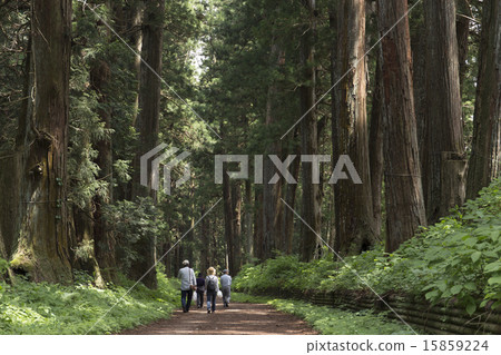 櫪木縣新鮮的綠色陽光雪松 15859224