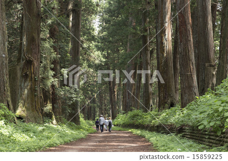 Tochigi prefecture fresh green sunlight cedar tree Tochigi prefecture fresh green sunlight cedar tree 15859225