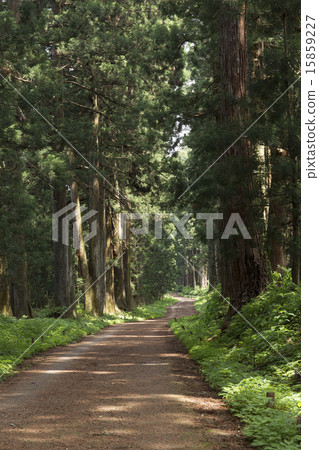 Tochigi prefecture fresh green sunlight cedar tree 15859227
