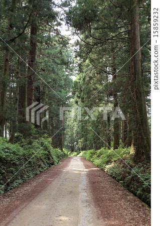 Tochigi prefecture fresh green sunlight cedar tree Tochigi prefecture fresh green sunlight cedar tree 15859232