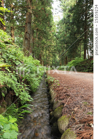 Tochigi prefecture fresh green sunlight cedar tree Tochigi prefecture fresh green sunlight cedar tree 15859234