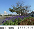 Sakai River of Shin Urayasu 15859646