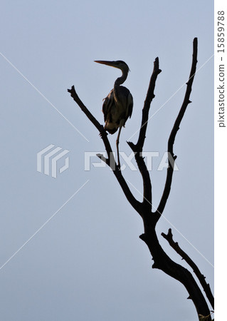 grey heron grey heron 15859788