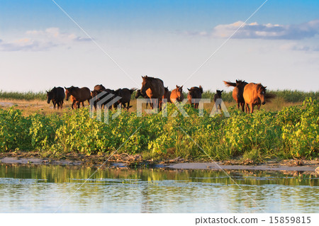 horses on the edge of a channel of water 15859815