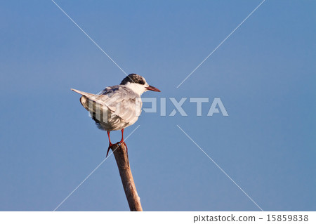 common terns 15859838