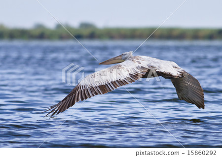 Dalmatian Pelican (Pelecanus crispus) 15860292