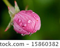 flowers apple 15860382