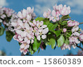 flowers apple 15860389