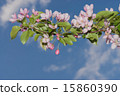 flowers apple 15860390