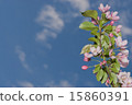 flowers apple 15860391