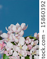 flowers apple 15860392