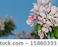 flowers apple 15860393