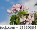 flowers apple 15860394