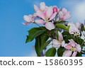 flowers apple 15860395
