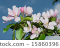 flowers apple 15860396