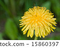 flowers 15860397