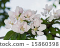 flowers apple 15860398