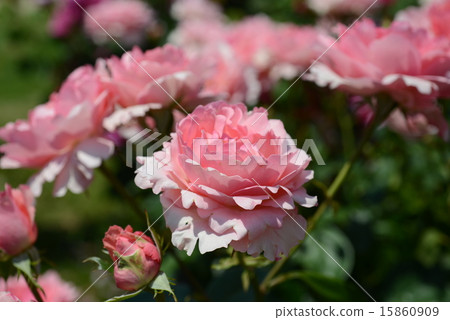 Penthouse Penthouse 15860909