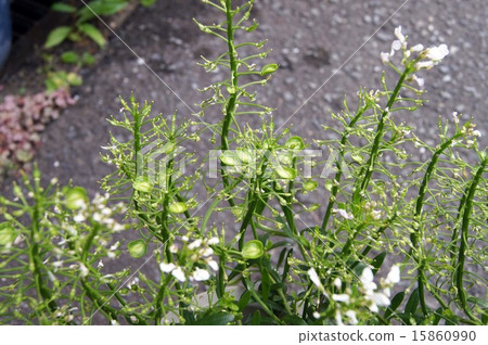 完成開花的Iberis 15860990