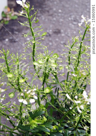 Iberis which finished blooming Iberis which finished blooming 15860991