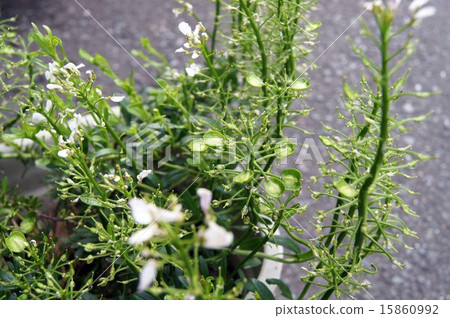 完成開花的Iberis 15860992