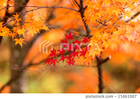 Lake Yamanaka Autumn leaves 15861007