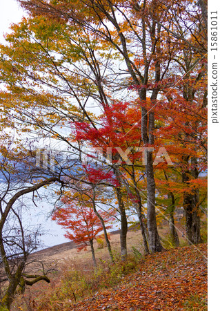 山中湖秋葉 山中湖秋葉 15861011