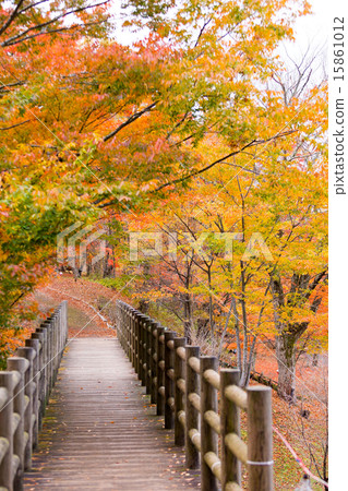 山中湖秋葉 15861012