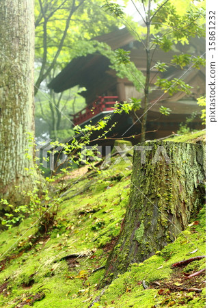 鮮綠色 鮮綠色 15861232