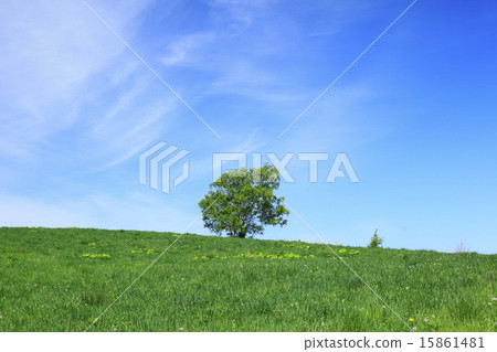 北海道美瑛町草原和一棵樹 北海道美瑛町草原和一棵樹 15861481