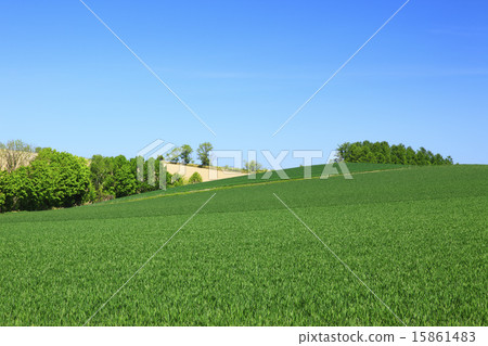 Hokkaido Biei town blue wheat fields and groves Hokkaido Biei town blue wheat fields and groves 15861483
