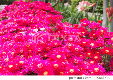 松菊 松菊 15861529