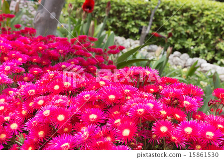 松菊 松菊 15861530