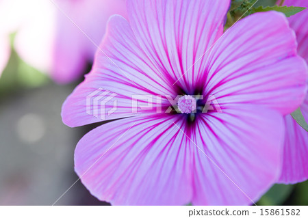 Hana ooi品種(Lavatera) Hana ooi品種(Lavatera) 15861582