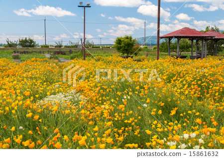 Hanabishi field 15861632