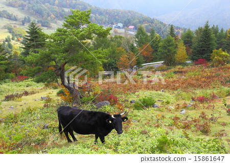 Yamada Ranch in autumn 15861647