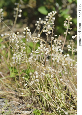 Muscari 15861749