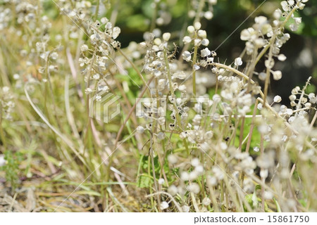 Muscari 15861750