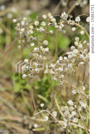 Muscari 15861751