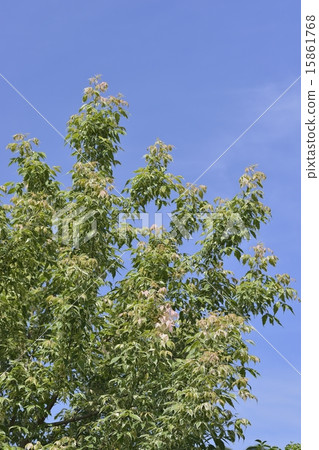 Negative maple Negative maple 15861768