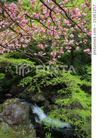 Cherry blossoms and mountain streams (Ichinodera) 15861857