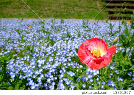 罌粟和Nemophila 15861867