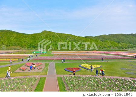 Tulip field 15861945