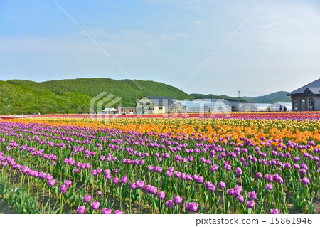 Tulip field 15861946