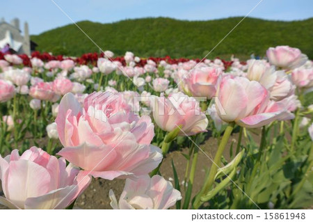 Tulip 15861948