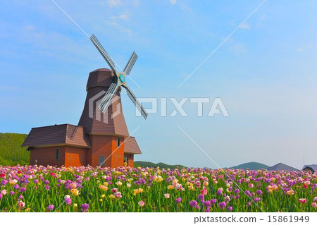 鬱金香領域風車 15861949