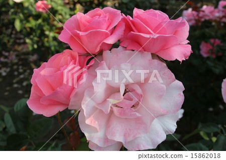 Rose Queen Elizabeth 15862018